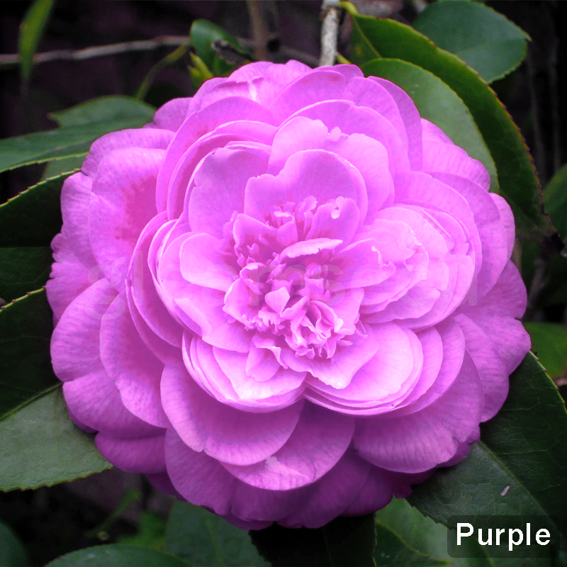✨Semillas de flores de camelia: 8 colores románticos, la belleza de la floración invernal-ES