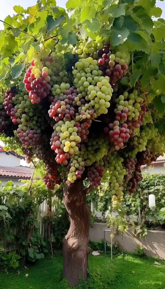 Semillas de uva gigantes: de piel fina, grandes y sin semillas 🍇🌿-ES