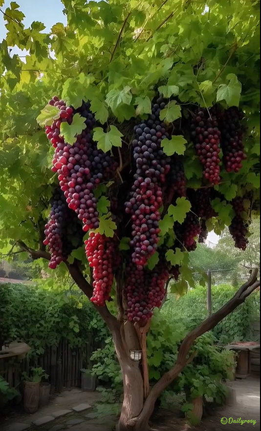 Semillas de uva gigantes: de piel fina, grandes y sin semillas 🍇🌿-ES