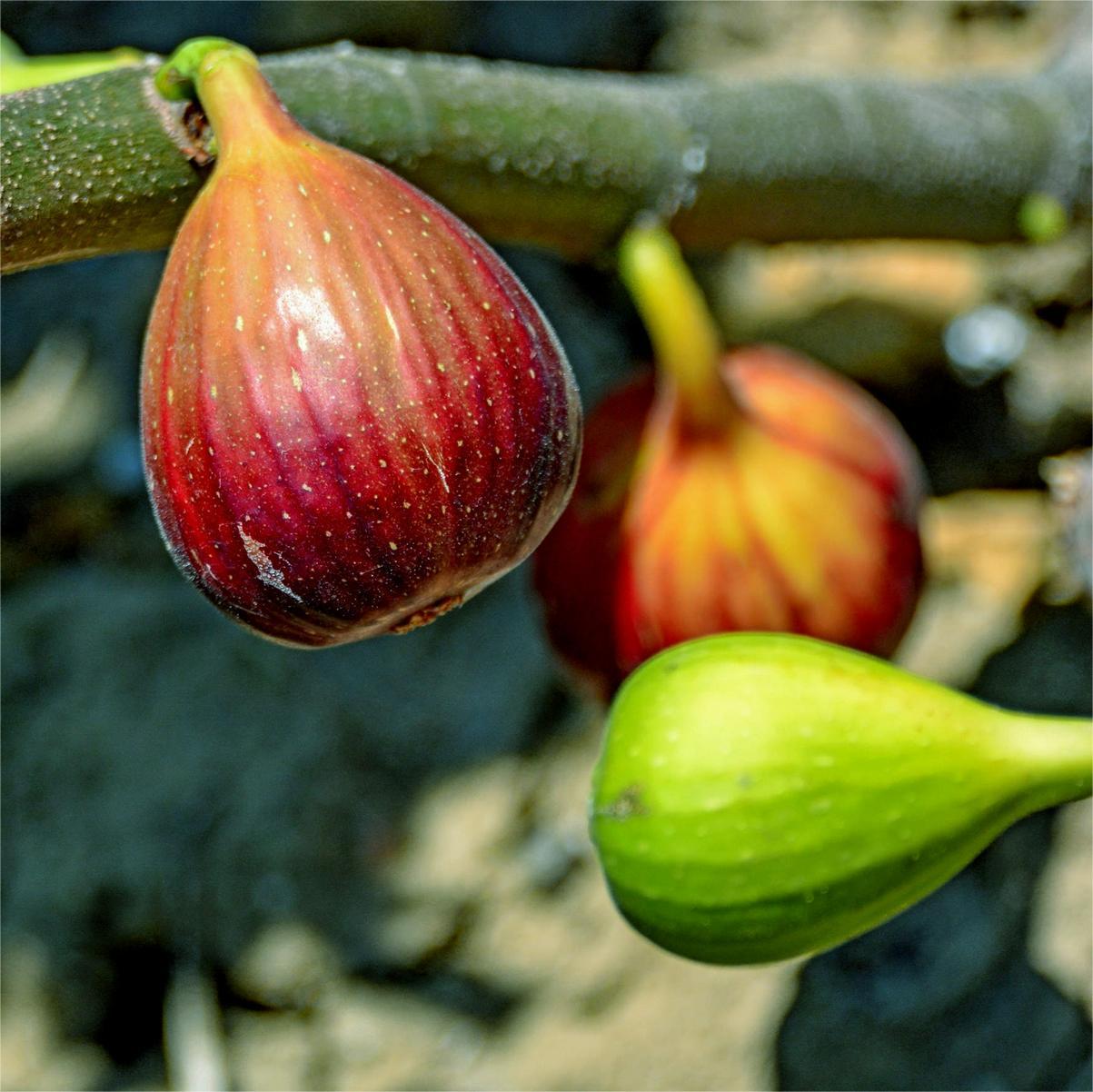Semena fig SweetHarvest-SI