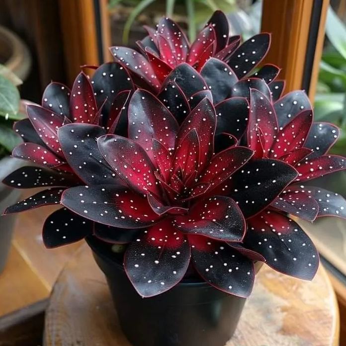 🌟Night Blue Hosta – μια υπέροχη προσθήκη στο σπίτι σας! 🌟-GR