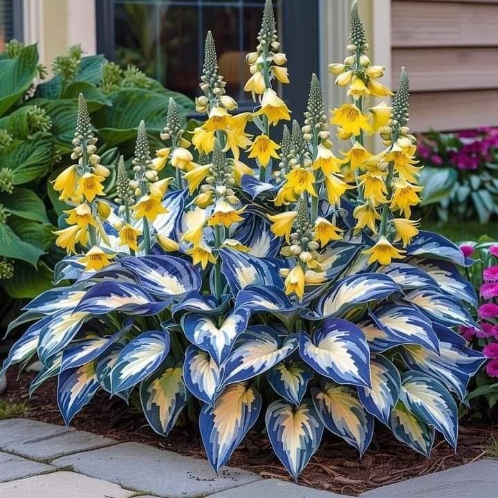 🎁Ειδική Προσφορά 2025🍃Σπάνιοι Σπόροι Hosta🌿-GR
