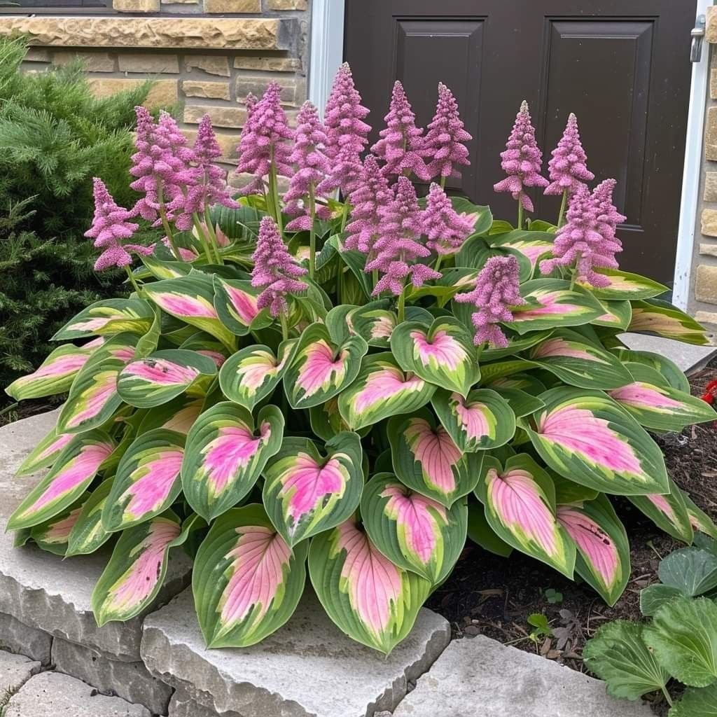 🎁Ειδική Προσφορά 2025🍃Σπάνιοι Σπόροι Hosta🌿-GR