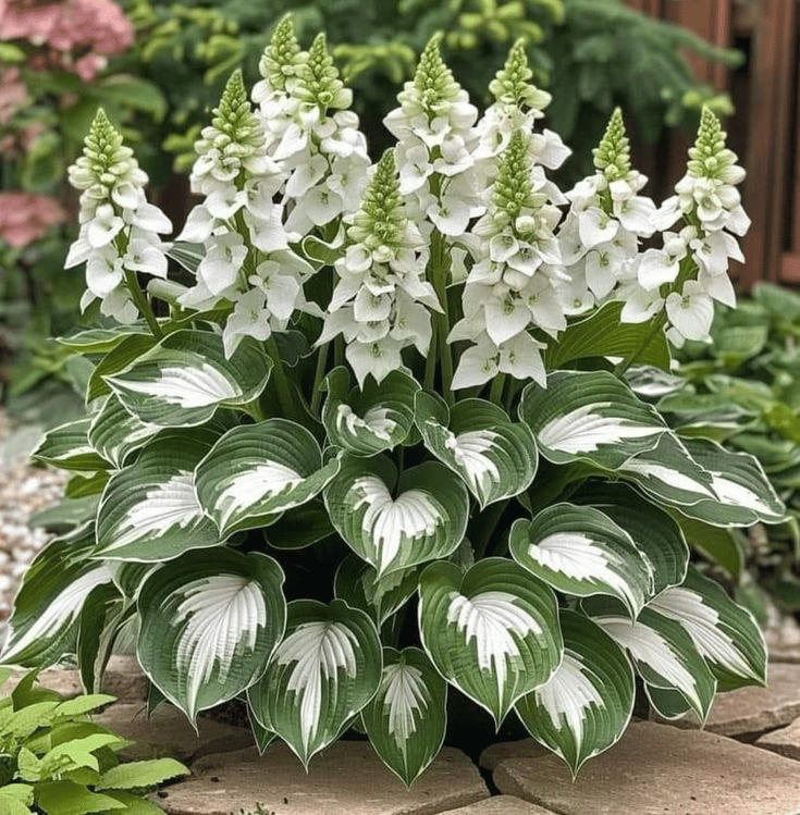 🎁Ειδική Προσφορά 2025🍃Σπάνιοι Σπόροι Hosta🌿-GR