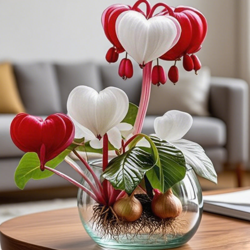 💕 Κάντε τις ευχές σας πραγματικότητα: Βολβοί Ευχών – Ένα θαύμα ανθοφορίας για κάθε σπίτι🌷-GR