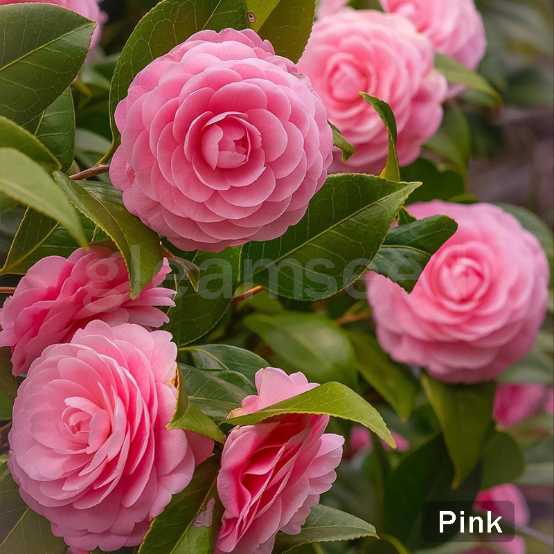 ✨Semillas de flores de camelia: 8 colores románticos, la belleza de la floración invernal-ES