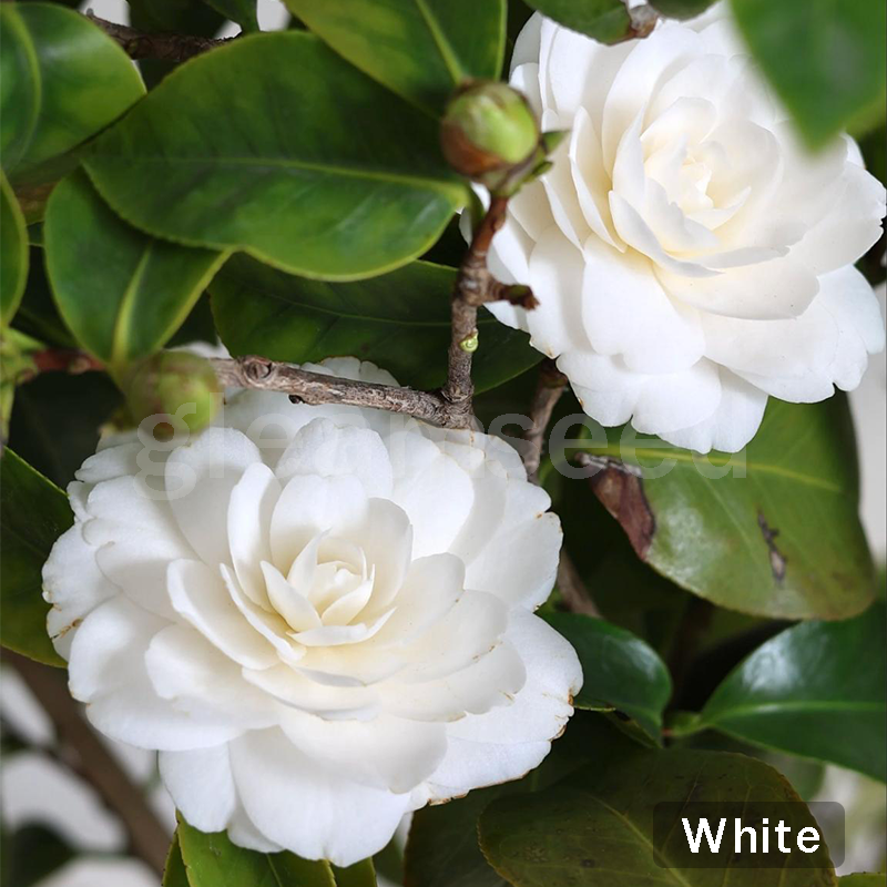 ✨Semillas de flores de camelia: 8 colores románticos, la belleza de la floración invernal-ES