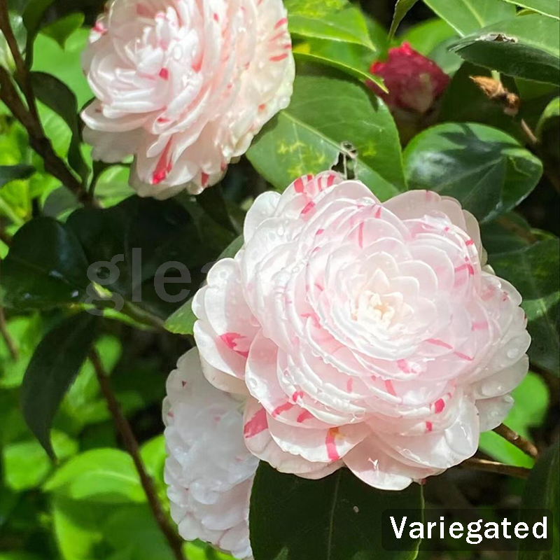 ✨Semillas de flores de camelia: 8 colores románticos, la belleza de la floración invernal-ES