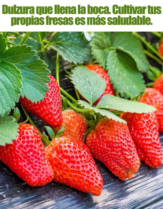 Semillas de fresa con crema de cuatro estaciones-ES