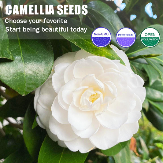 ✨Semillas de flores de camelia: 8 colores románticos, la belleza de la floración invernal-ES
